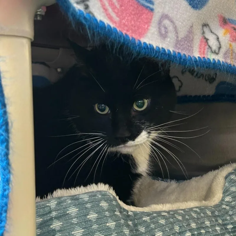 A senior large-sized male Black Domestic Short Hair cat named Fluffer Nutter for adoption in Enfield, NH