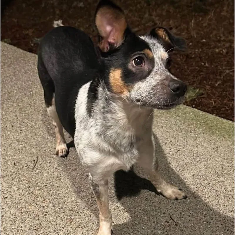 A young small-sized female Black Mixed Breed dog named Abigail for adoption in Tacoma, WA