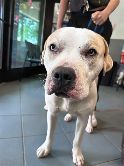 An adult medium-sized male Brown / Chocolate Mixed Breed dog named Magic for adoption in Nashville, TN