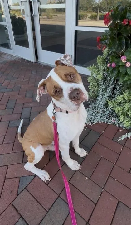 An adult large-sized male Brown / Chocolate Pit Bull Terrier dog named Buster Brown for adoption in Kansas City, MO