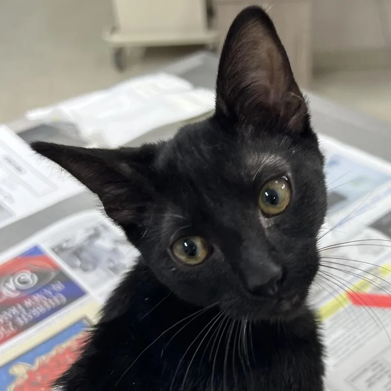 A baby small-sized female Black Domestic Short Hair cat named Shooting Star for adoption in Jacksonville, FL