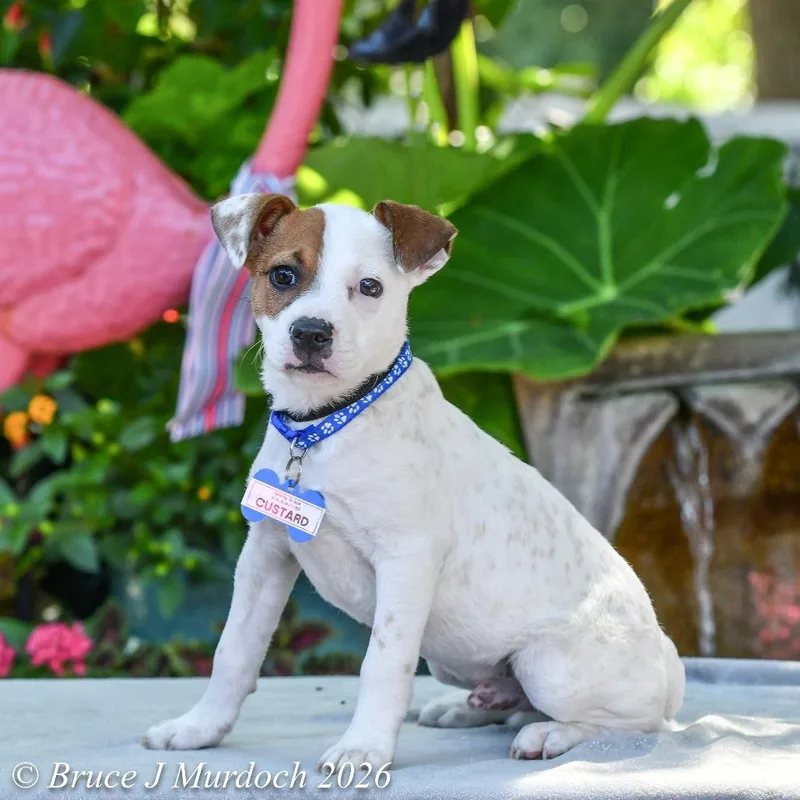 A baby small-sized male White / Cream Terrier dog named Custard for adoption in Wake Forest, NC