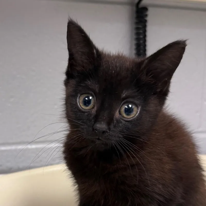 A baby small-sized female Black Domestic Medium Hair cat named Winona for adoption in Greenville, SC