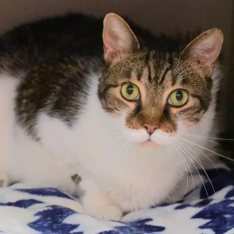 A senior large-sized female Brown / Chocolate Domestic Short Hair cat named Freya for adoption in Sarasota, FL