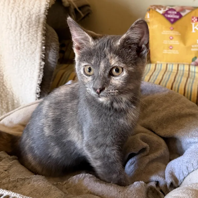 A baby medium-sized female Dilute Tortoiseshell cat named Sissy for adoption in East Amherst, NY