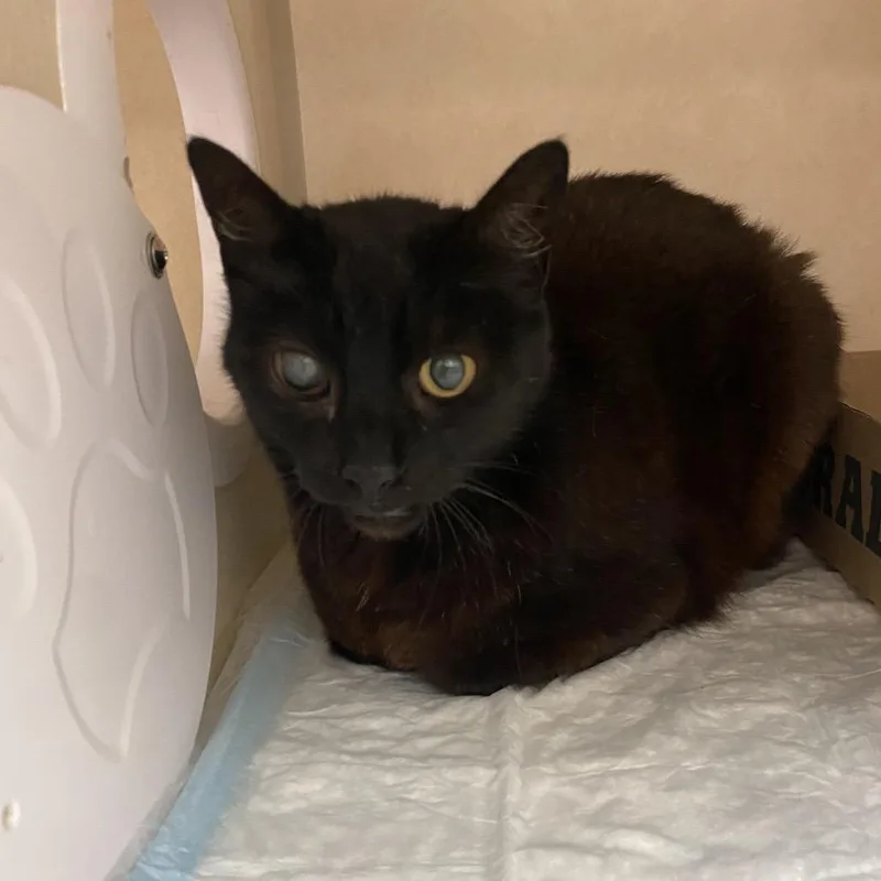An adult medium-sized male Black Domestic Short Hair cat named One Eyed Willy for adoption in Westminster, CA