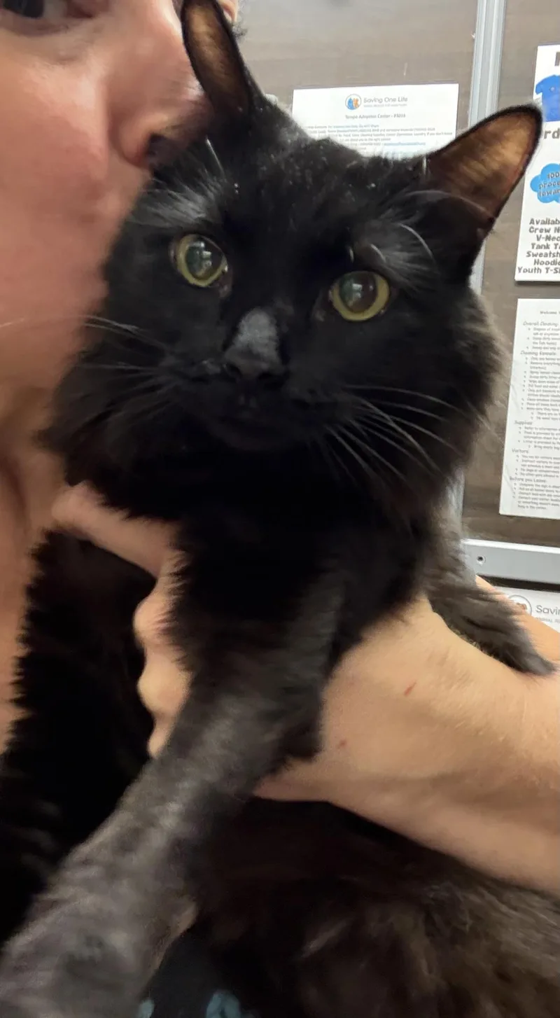An adult medium-sized female Domestic Medium Hair cat named Fluffy Deleone for adoption in Chandler, AZ