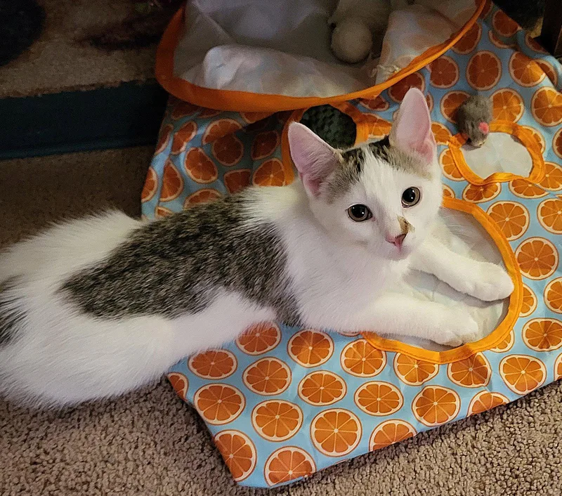 A baby medium-sized female Domestic Short Hair cat named Martha for adoption in Whitehall, PA