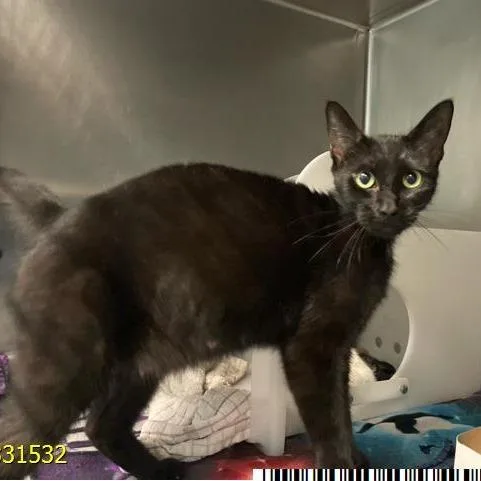 An adult medium-sized female Black Domestic Short Hair cat named Cleo for adoption in West Palm Beach, FL