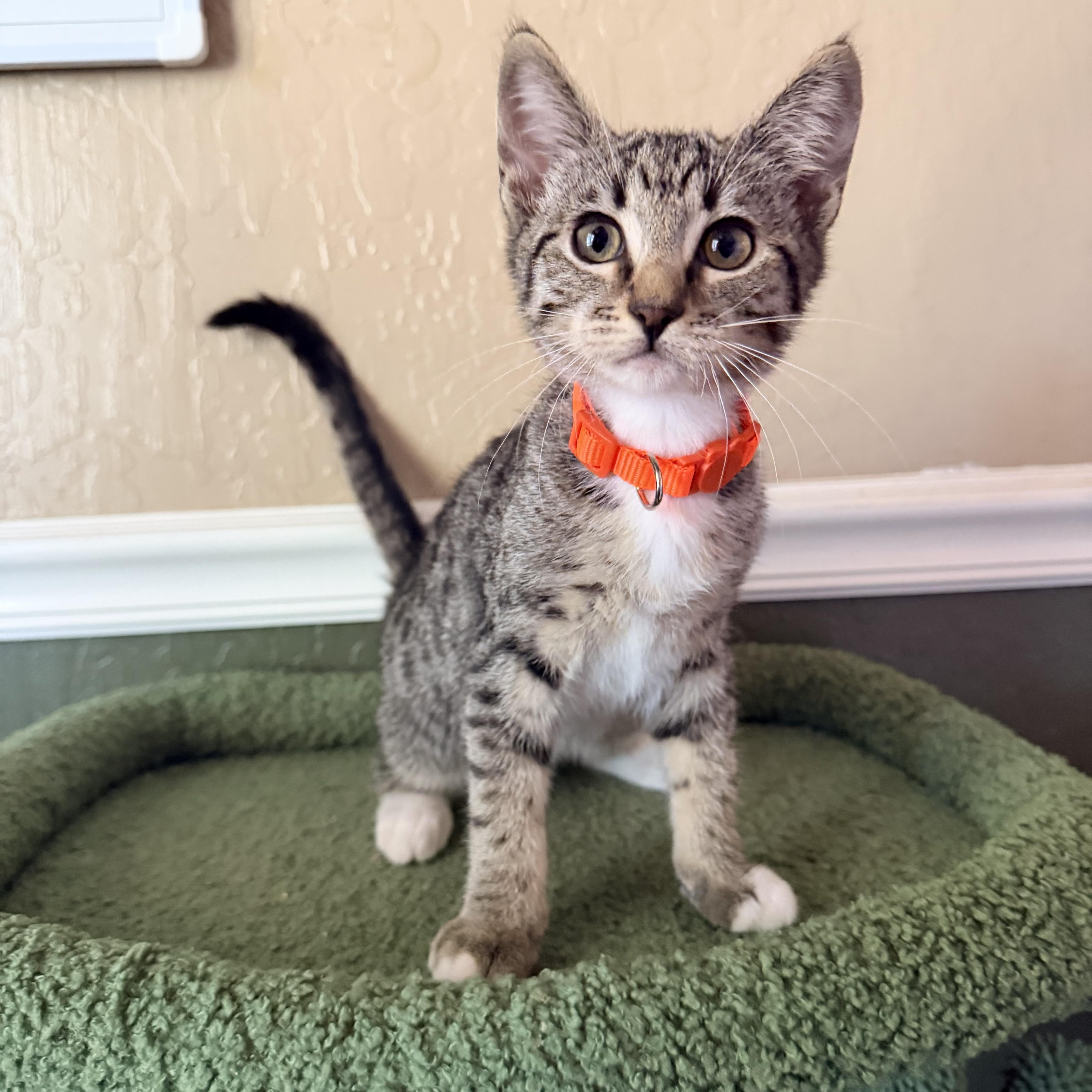 A baby medium-sized female Domestic Short Hair cat named Belle for adoption in Davis, CA
