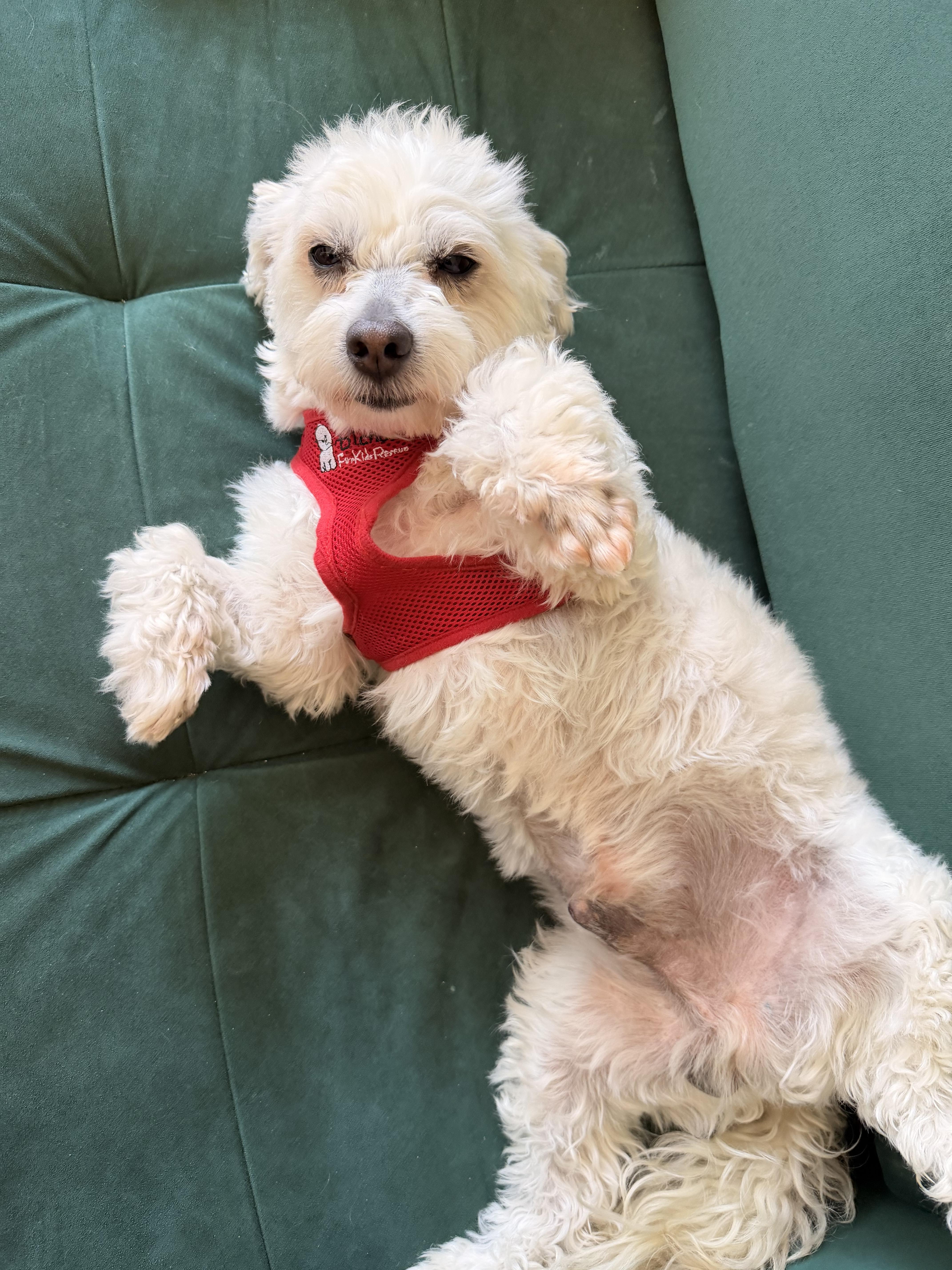 Mischievous Mochi thumbnail 3