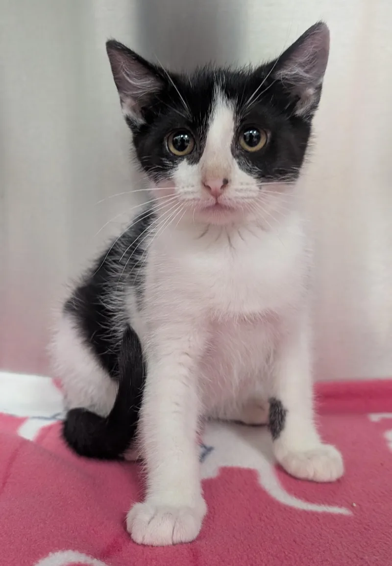 A young small-sized female Black & White / Tuxedo Domestic Short Hair cat named Daisy for adoption in New Ulm, MN