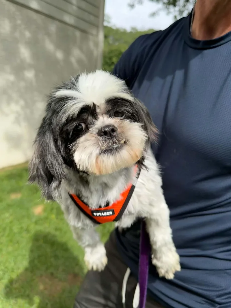 A senior small-sized female Shih Tzu dog named Miley for adoption in Havertown, PA