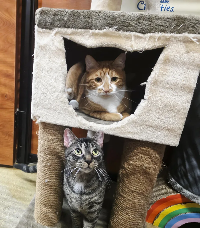 Bonded Brothers Rio & thumbnail 2