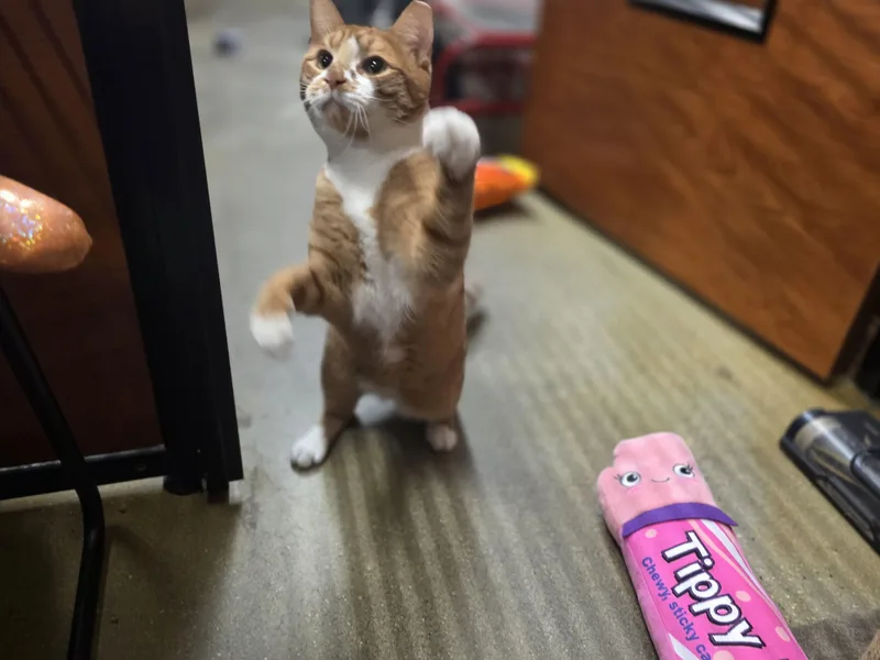 Bonded Brothers Rio & thumbnail 3