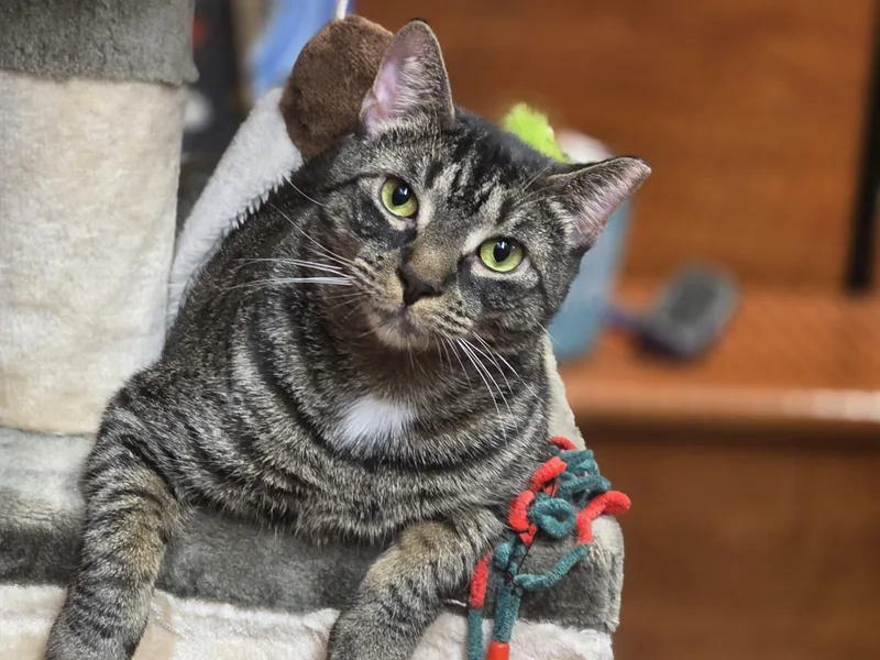 Bonded Brothers Rio & thumbnail 5