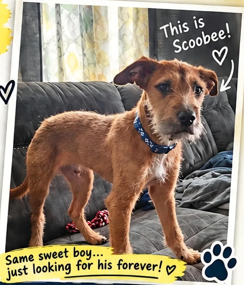 A young medium-sized male Yellow / Tan / Blond / Fawn Border Terrier dog named Scoobee for adoption in Hialeah, FL