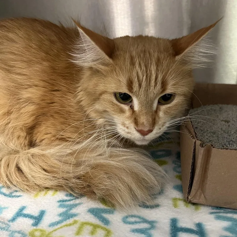 An adult medium-sized female Orange / Red Domestic Medium Hair cat named Lyla for adoption in Oak Park, IL