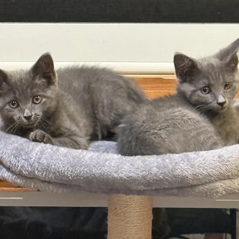 A baby medium-sized female Gray / Blue / Silver Domestic Short Hair cat named Scratchy for adoption in Denver, NC