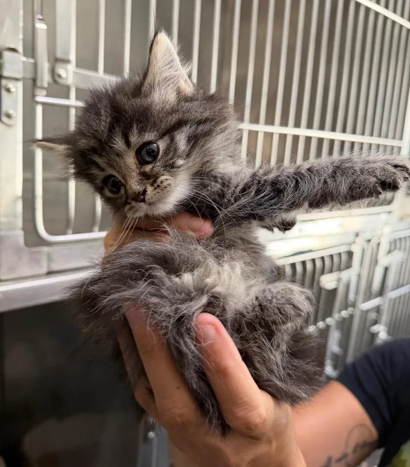 A baby medium-sized female Domestic Medium Hair cat named Blueberry Muffin for adoption in Pierceton, IN