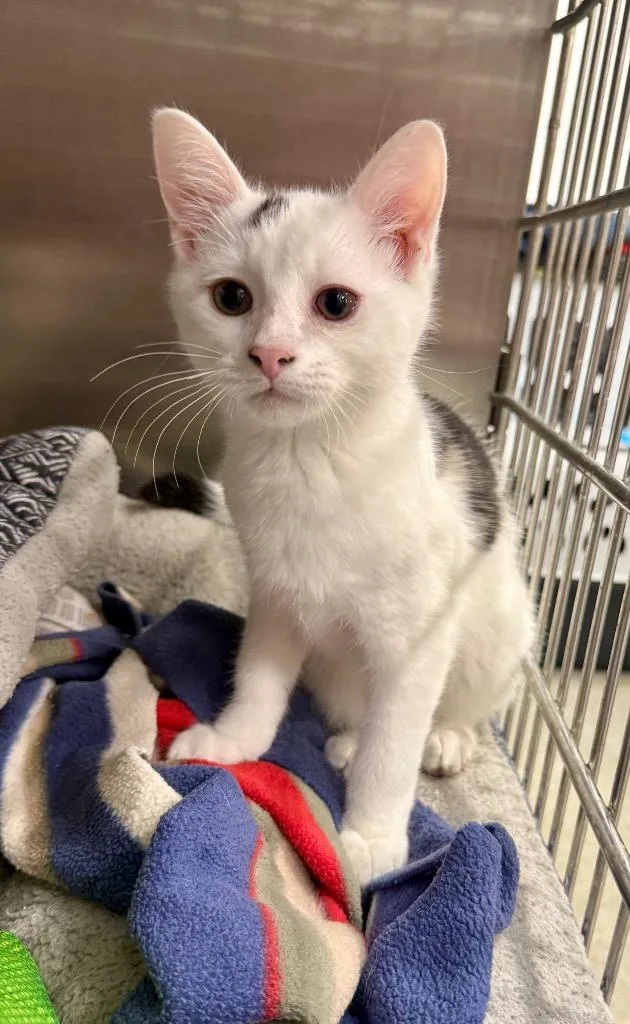 A baby large-sized female Domestic Short Hair cat named Spice for adoption in Augusta, GA