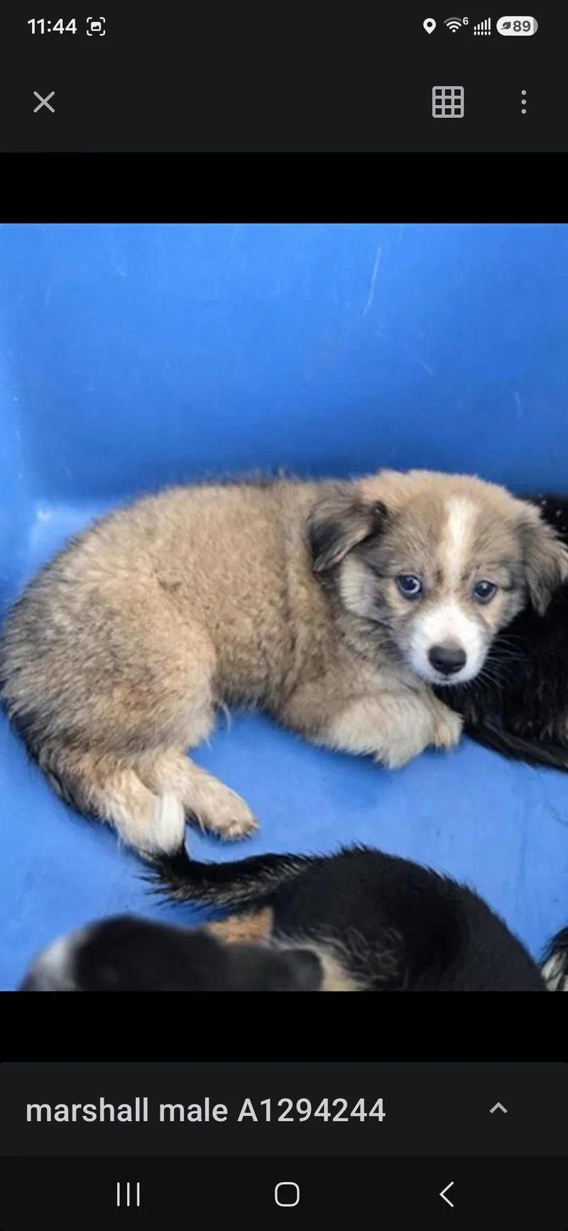 A baby medium-sized male Mixed Breed dog named Marshall for adoption in Holbrook, NY