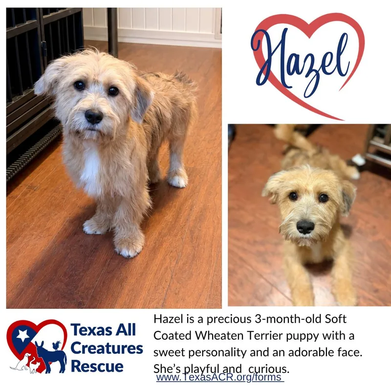 A young small-sized female Wheaten Terrier dog named Hazel for adoption in Alvarado, TX