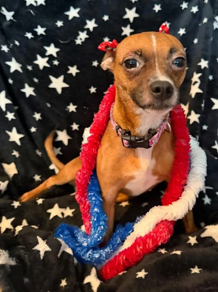An adult small-sized female White / Cream Chihuahua dog named Soaphie for adoption in Scranton, PA
