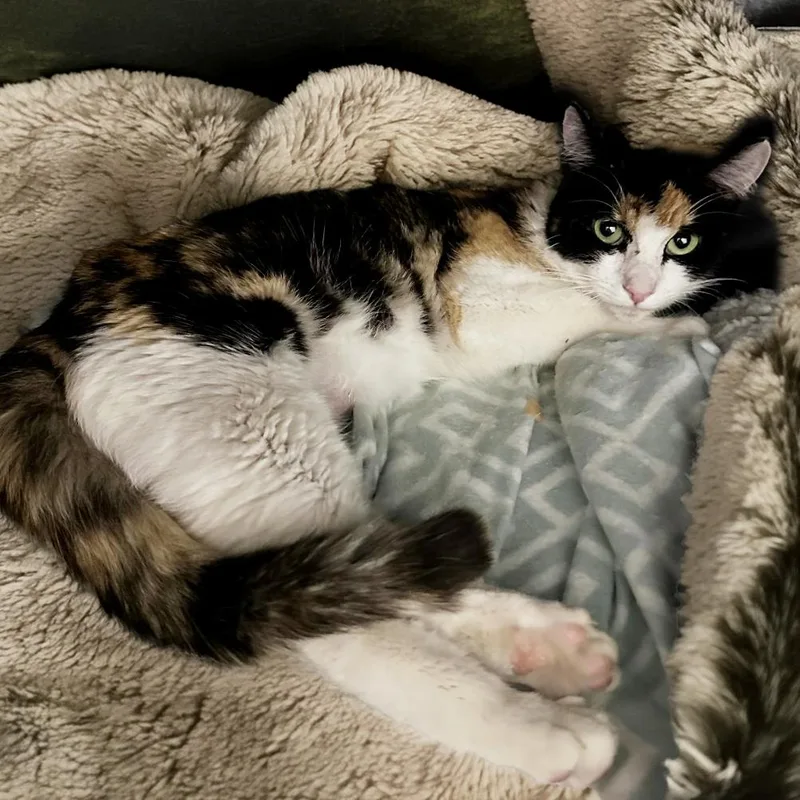 An adult small-sized female Calico Domestic Short Hair cat named Dahlia for adoption in Long Beach, CA