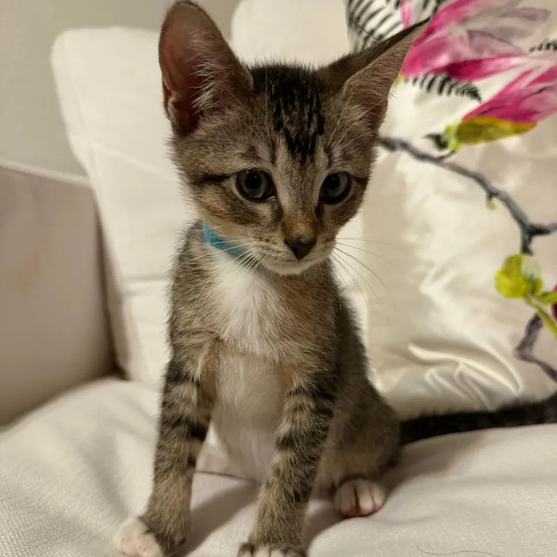 A baby small-sized male Black Domestic Short Hair cat named Parker for adoption in West Palm Beach, FL