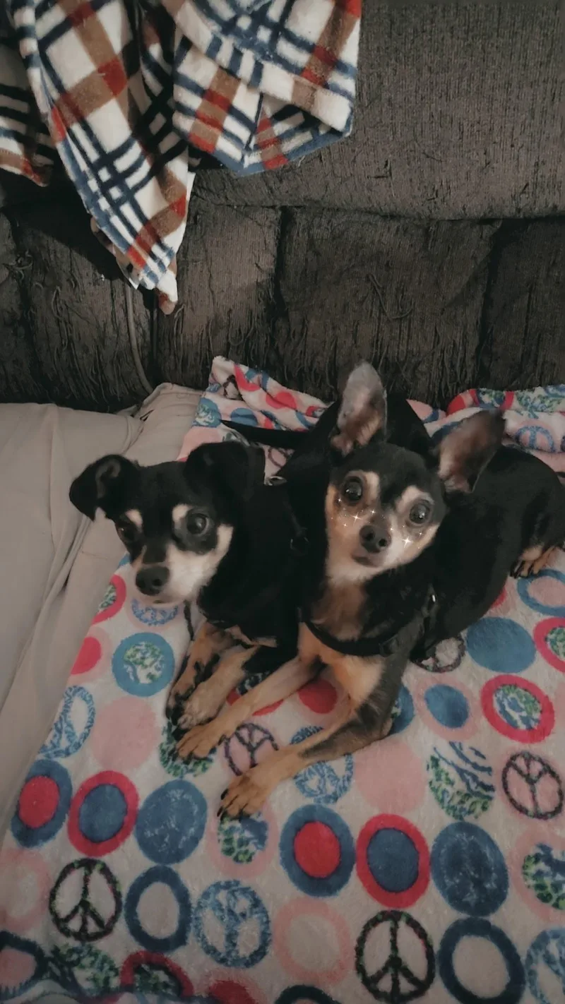 Chico [ pointy ears]