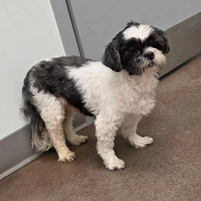 A senior small-sized male Black Shih Tzu dog named Blue for adoption in Chattanooga, TN