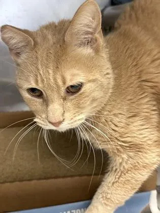 An adult small-sized male Domestic Short Hair cat named Anthony for adoption in Madison, NJ