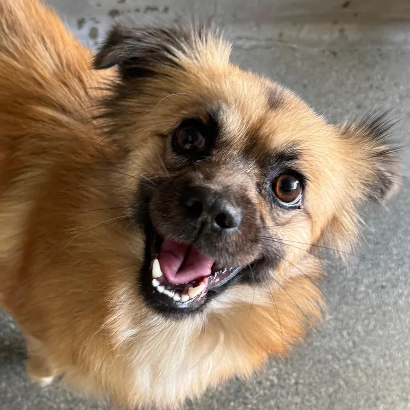 An adult small-sized female Brown / Chocolate Papillon dog named Hannah A for adoption in Mission Hills, CA