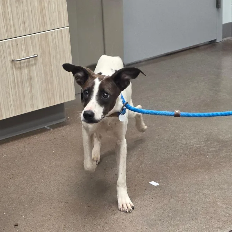 An adult small-sized female White / Cream Greyhound dog named Pump for adoption in Chattanooga, TN