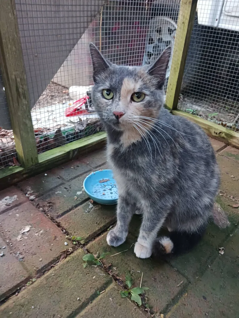 An adult medium-sized female Domestic Short Hair cat named Penny for adoption in Cape May Court House, NJ
