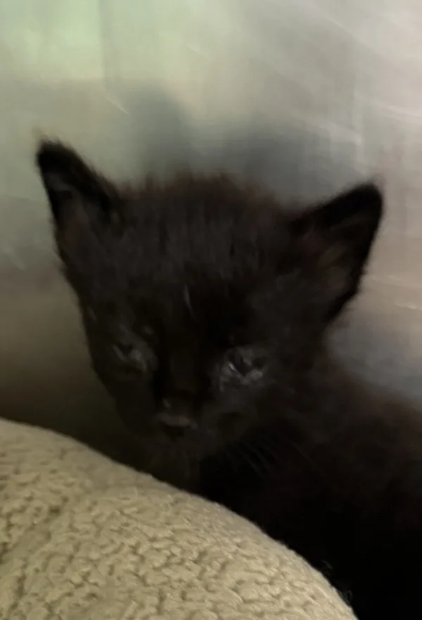 A baby medium-sized female Domestic Medium Hair cat named Cinder for adoption in Napa, CA