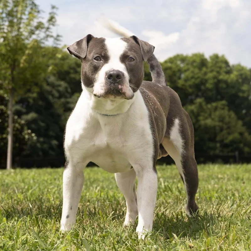 An adult medium-sized male Black Pit Bull Terrier dog named Chicken for adoption in Franklin, TN