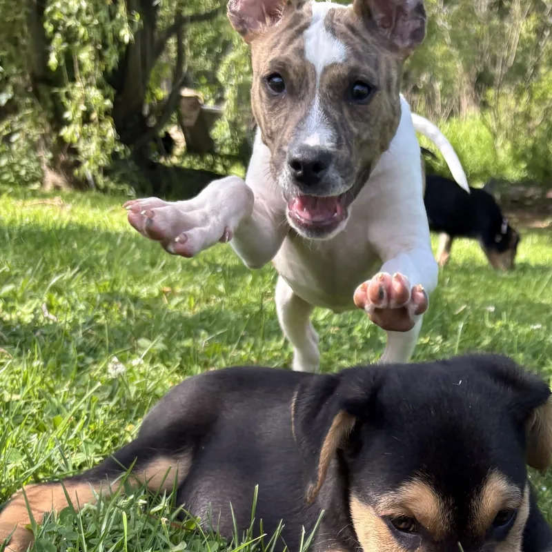 A baby medium-sized male Boxer dog named Canyon for adoption in Carmel, NY