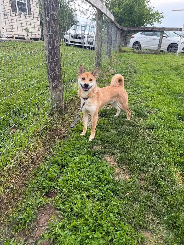 Yoshi