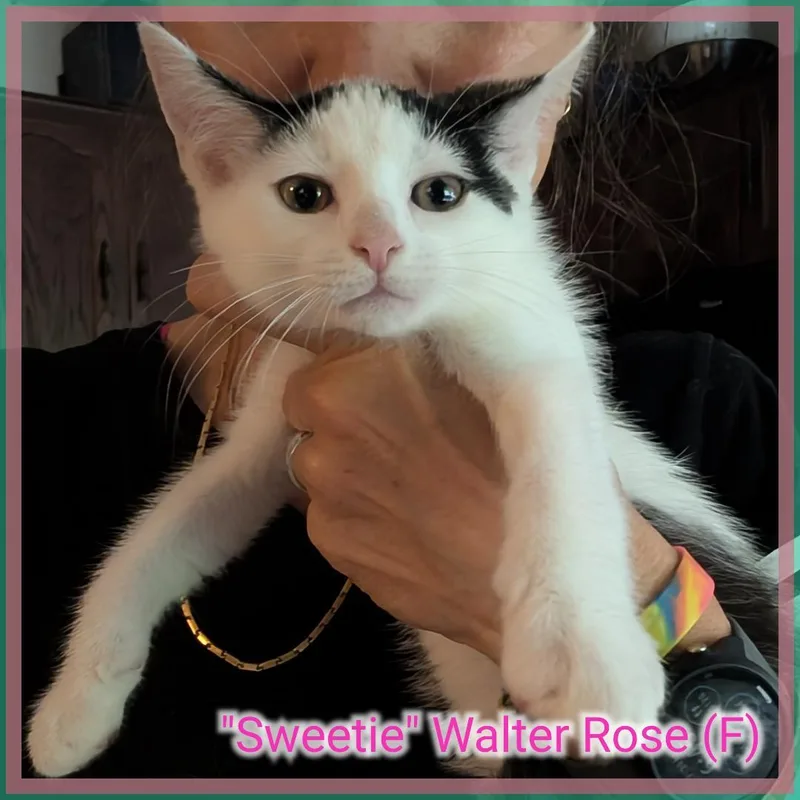 Sweet Walter Rose thumbnail 2