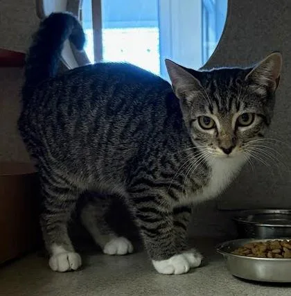 Tabitha