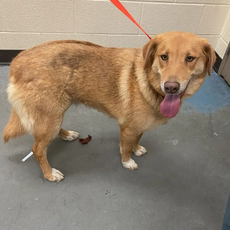 An adult medium-sized female Golden Mixed Breed dog named Sushi for adoption in Memphis, TN