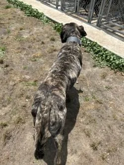 Percy