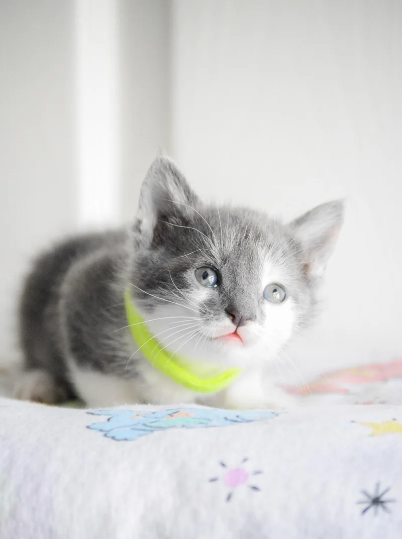 A baby medium-sized male Gray / Blue / Silver Domestic Short Hair cat named Justin Timberlake for adoption in Fruit Heights, UT