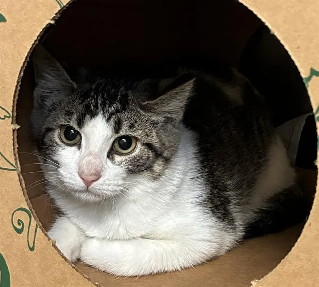 A baby small-sized male Domestic Short Hair cat named Grouse for adoption in Olivette, MO