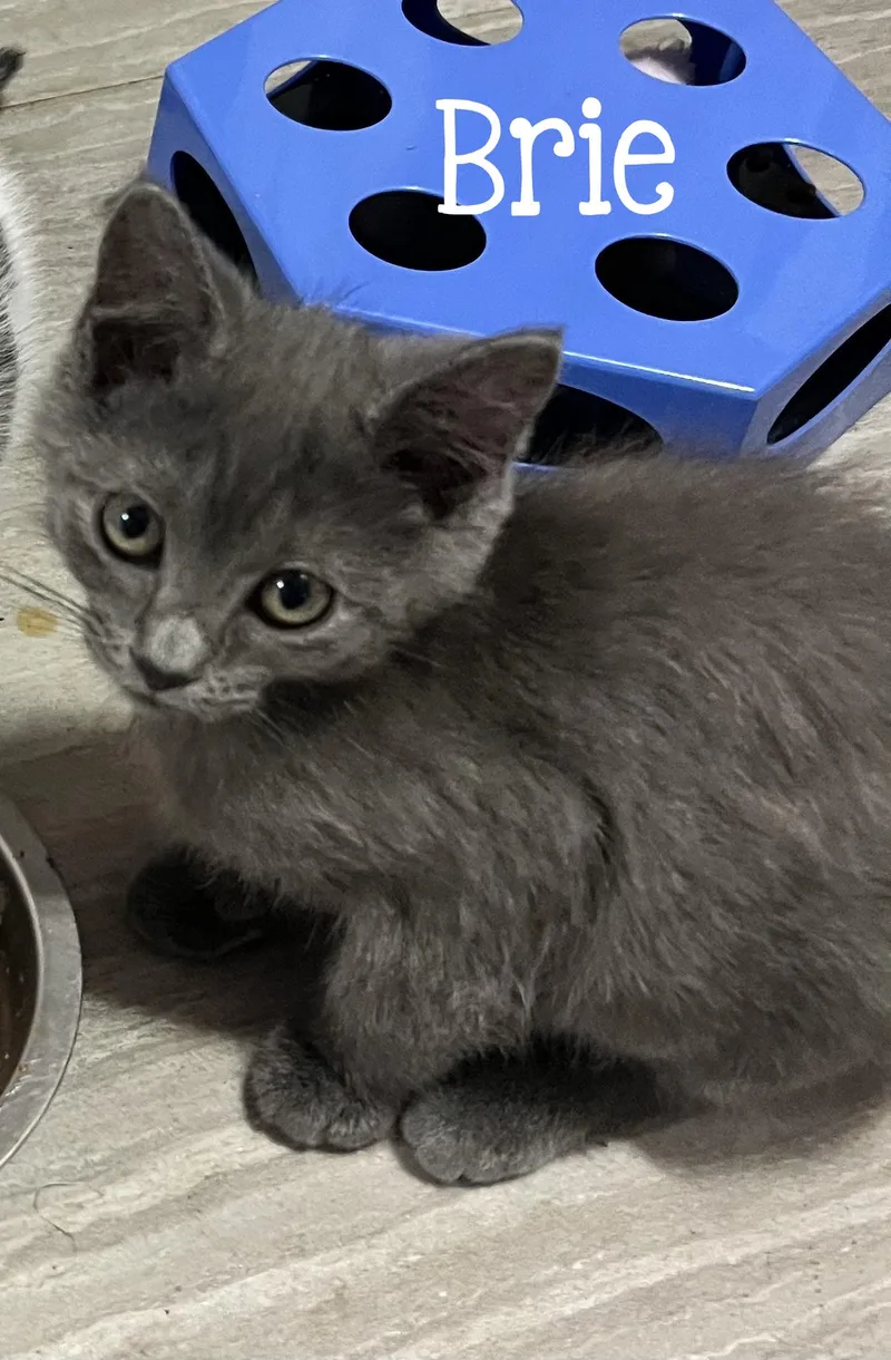 A baby medium-sized female Gray / Blue / Silver Domestic Short Hair cat named Brie...too cool to rush for adoption in Murfreesboro, TN