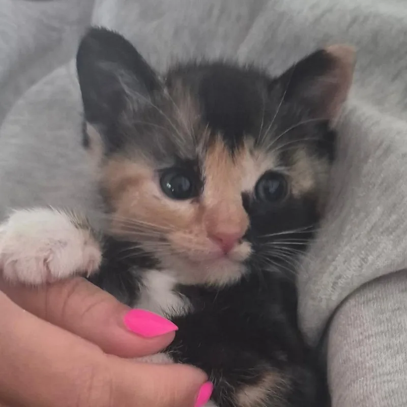 A baby small-sized female Calico Domestic Short Hair cat named Penny for adoption in Houston, TX