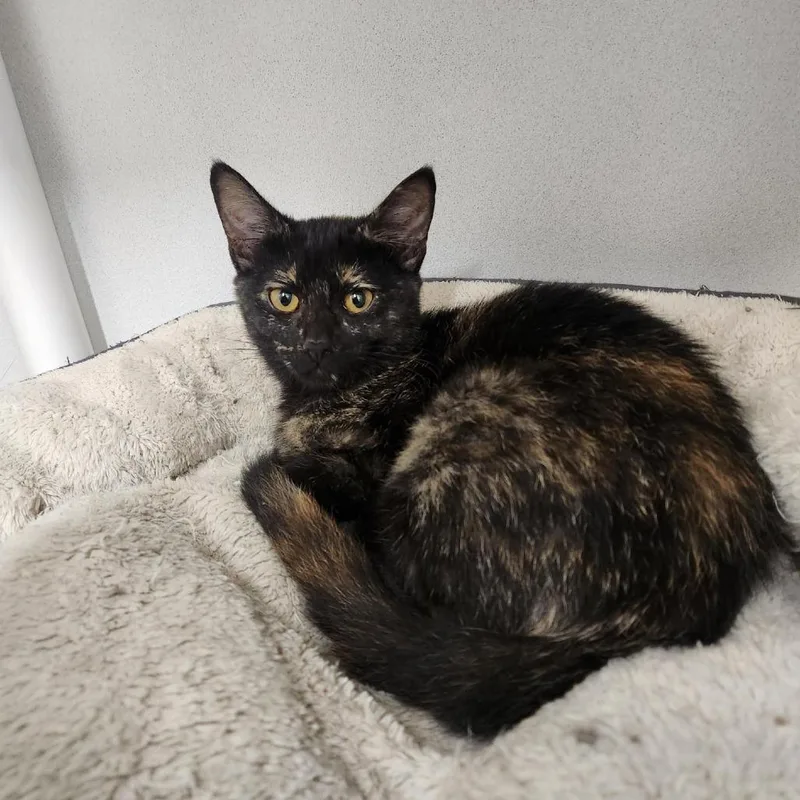A baby small-sized female Black Domestic Short Hair cat named Ballerina for adoption in Colorado Springs, CO