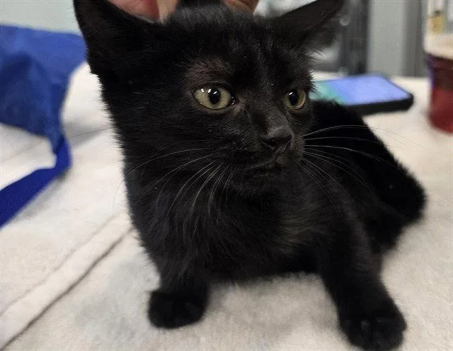 A baby small-sized female Black Domestic Short Hair cat named Panther for adoption in Tavares, FL
